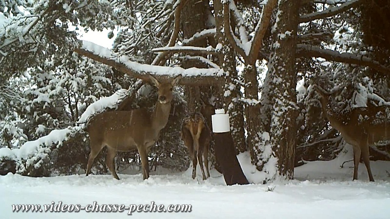 biche, bichette et faon